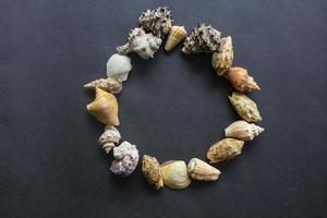 sea shells, conch, scallop and mussel with circle shape isolated on black background. photo