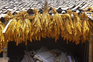 Secado de hojas de tabaco tradicionales colgadas en un campo, Indonesia. Tabaco de corte seco de alta calidad hoja grande. foto