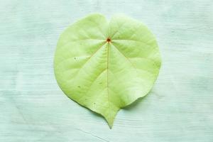 hibiscus tiliaceus leaf or waru varigata isolated on white background photo