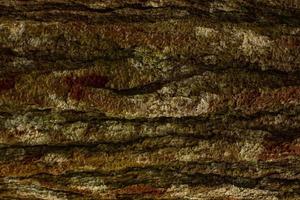 Pine tree bark texture close up. Background of plane tree bark, plane tree bark texture. pine forest photo