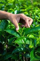 close up Women Hand finger picking up tea leaves at a tea plantation for product , Natural selected , Fresh tea leaves in tea farm in indonesia photo