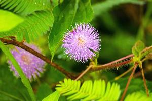 mimosa plant, sensitive plant or putri malu or sleepy plant Mimosa pudica on park flower of sensitive plan photo