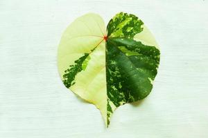 hoja de hibiscus tiliaceus o waru varigata aislado sobre fondo blanco foto