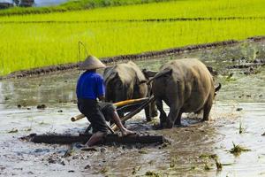 granjero arando arrozales con un par de bueyes o búfalos en indonesia foto