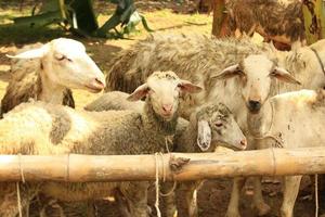 cabra, cabra javanesa, gembel, gibas en el mercado tradicional de animales foto