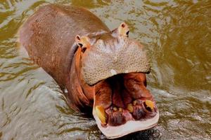 hipopótamo en el agua. hipopótamo africano, hipopótamo amphibius capensis, animal en el agua. foto