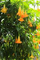 yellow Brugmansia or bunga terompet, angel's trumpet or Datura flower blossom in a garden photo