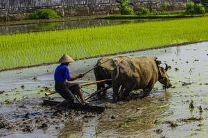 granjero arando arrozales con un par de bueyes o búfalos en indonesia foto