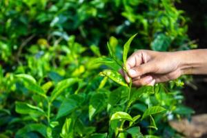 cerrar el dedo de la mano de las mujeres recogiendo hojas de té en una plantación de té para el producto, hojas de té frescas seleccionadas naturales en una granja de té en indonesia foto