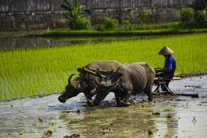 Farmer plowing paddy field with pair oxen or buffalo in Indonesia photo
