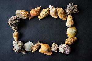 sea shells, conch, scallop and mussel with circle shape isolated on black background. photo