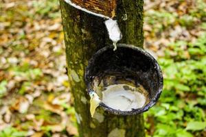 natural Milky latex extracted from rubber trees plantation as a source of natural rubber in field photo