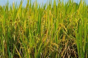 rice plant agriculture field in indonesia rice plant agriculture field in indonesia photo