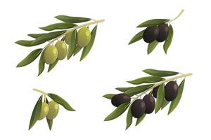 Black and green olive branches with leaves. Isolated vector illustration