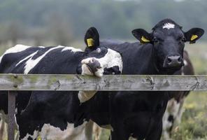 vacas lecheras blancas y negras pastando en un pasto en una línea que retrocede bajo el sol de verano. foto