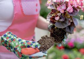 Young woman at a nursery holding flower plant in her hands as she kneels in the walkway between plants. photo