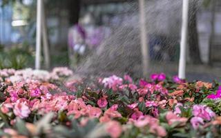 Young woman at a nursery holding flower plant in her hands as she kneels in the walkway between plants. photo