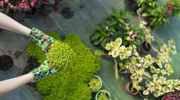 Young woman at a nursery holding flower plant in her hands as she kneels in the walkway between plants. photo