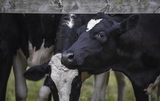 vacas lecheras blancas y negras pastando en un pasto en una línea que retrocede bajo el sol de verano. foto