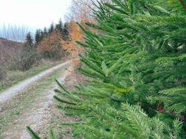 rama de abeto. abeto de cerca. hermosa rama de abeto con agujas. árbol de navidad en la naturaleza. abeto verde foto