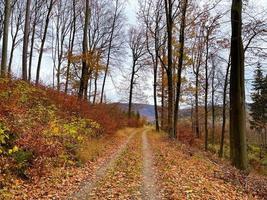 Autumn forest road leaves fall in ground landscape on autumnal background photo