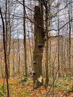 dead tree trunk full of mushrooms on bark in autumn dense forest photo