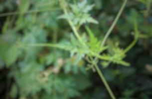 blurred of cardiospermum halicacabum photo