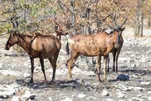 hartebeest rojo - etosha, namibia foto