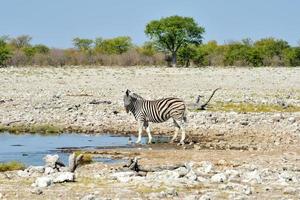 cebra - etosha, namibia foto