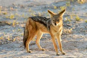 chacal - etosha, namibia foto