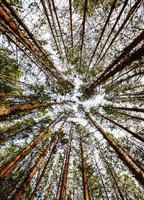 Siberian Pine Tree Forest photo