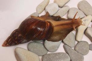 A large snail Achatina from the shell lies on the stones on a light background. View from above photo