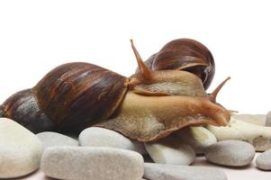 Two large African snails Achatina crawl out of the shell on sea stones. Isolate on a white background. photo