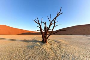 Dead Vlei, Namibia photo