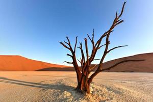 Dead Vlei, Namibia photo