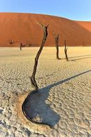 Dead Vlei, Namibia photo