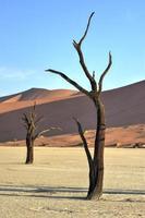 dead vlei, namibia foto