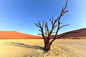 Dead Vlei, Namibia photo