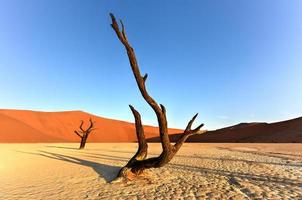 dead vlei, namibia foto