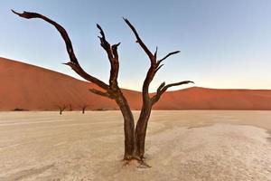 Dead Vlei, Namibia photo