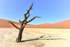 Dead Vlei, Namibia photo