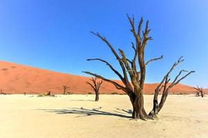 Dead Vlei, Namibia photo