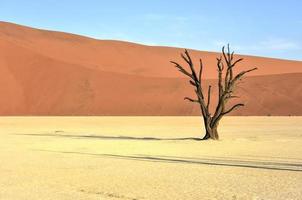 Dead Vlei, Namibia photo