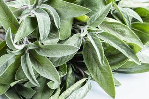 Closeup of sage leaves, fresh Salvia officinalis on wooden table photo