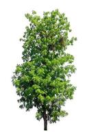 Tree that are isolated on a white background are suitable for both printing and web pages photo