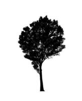 Tree silhouette for brush on white background photo