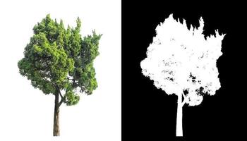 tree isolated on white background with clipping path and alpha channel photo