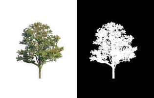 tree isolated on white background with clipping path and alpha channel photo