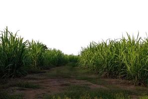 Sugar cane isolated on white background and cliping path photo