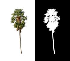 sugar palm that are isolated on a white background are suitable for both printing and web pages photo